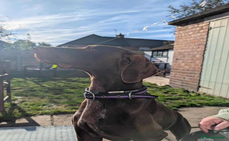 German Shorthaired Pointer dogs - Advert 1