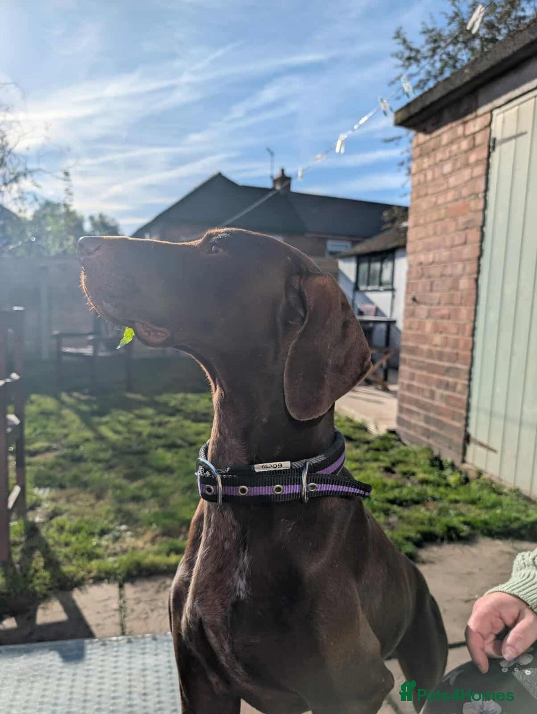 German Shorthaired Pointer dogs for adoption: Bobby is ready for his forever family!  - Image 1