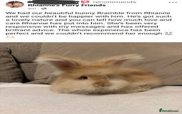 Angora rabbits for sale: Last Fluffy Angora Buck Ready to leave 🥰 in Market Drayton - Image 5
