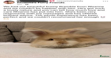Angora rabbits in Market Drayton - Advert 14
