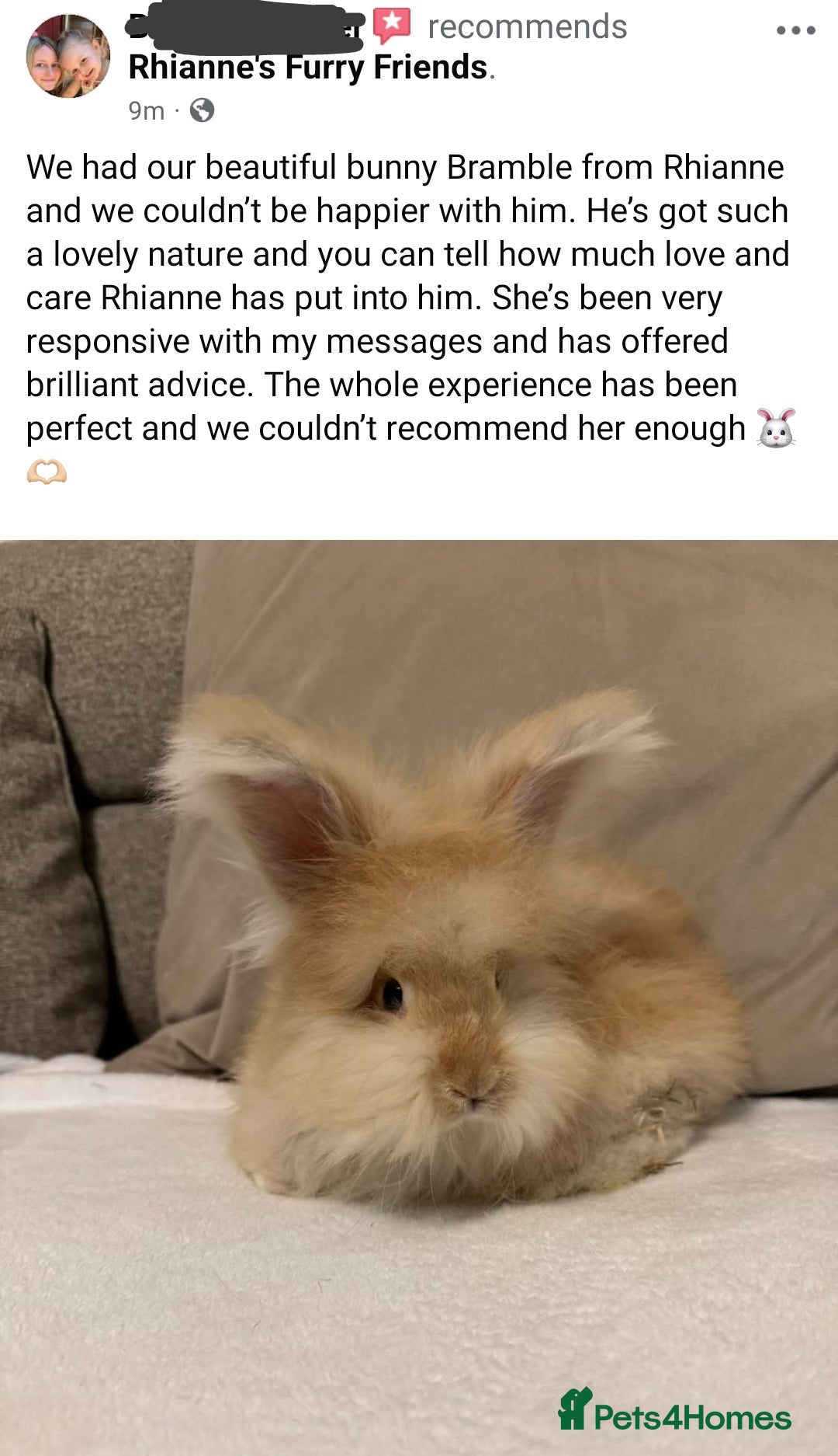 Angora rabbits for sale: Last Fluffy Angora Buck Ready to leave 🥰 in Market Drayton - Image 5