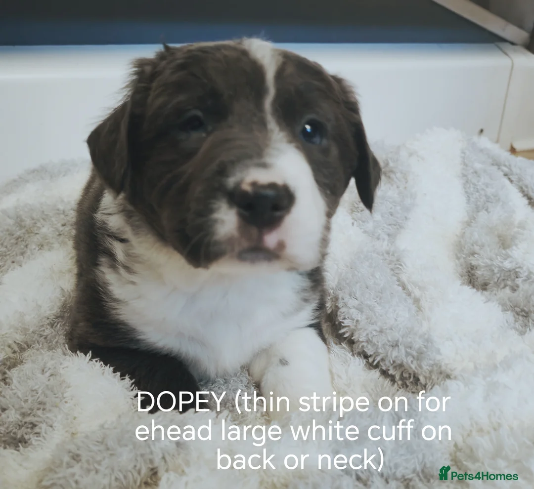 Mixed Breed dogs for sale:  REDUCED!! 2 OLD TYME BORDER COLLIE PUPPIES!  - Advert 11