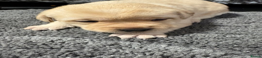 Labrador Retriever Puppy 4