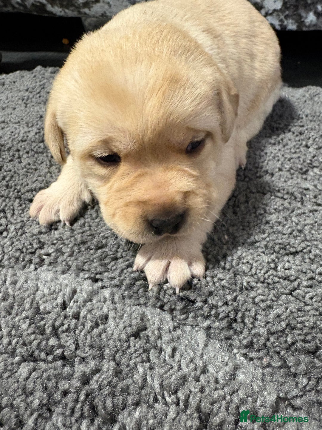 Labrador Retriever dogs for sale: Beautiful lab puppies looking forever homes ❤️ - Advert 7