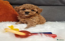 Cockapoo dogs for sale: Adorable best friend pups, sold fully vaccinated - Image 37