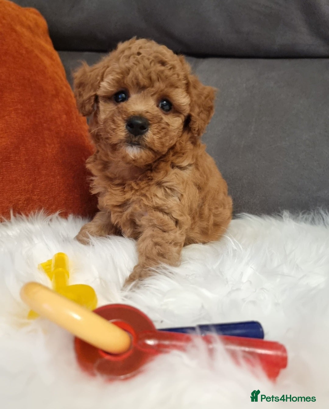 Cockapoo dogs for sale: Adorable best friend pups, sold fully vaccinated - Image 37