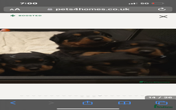 Rottweiler dogs for stud: Proven kc reg Health tested hip and elbow scored in Windsor - Image 21