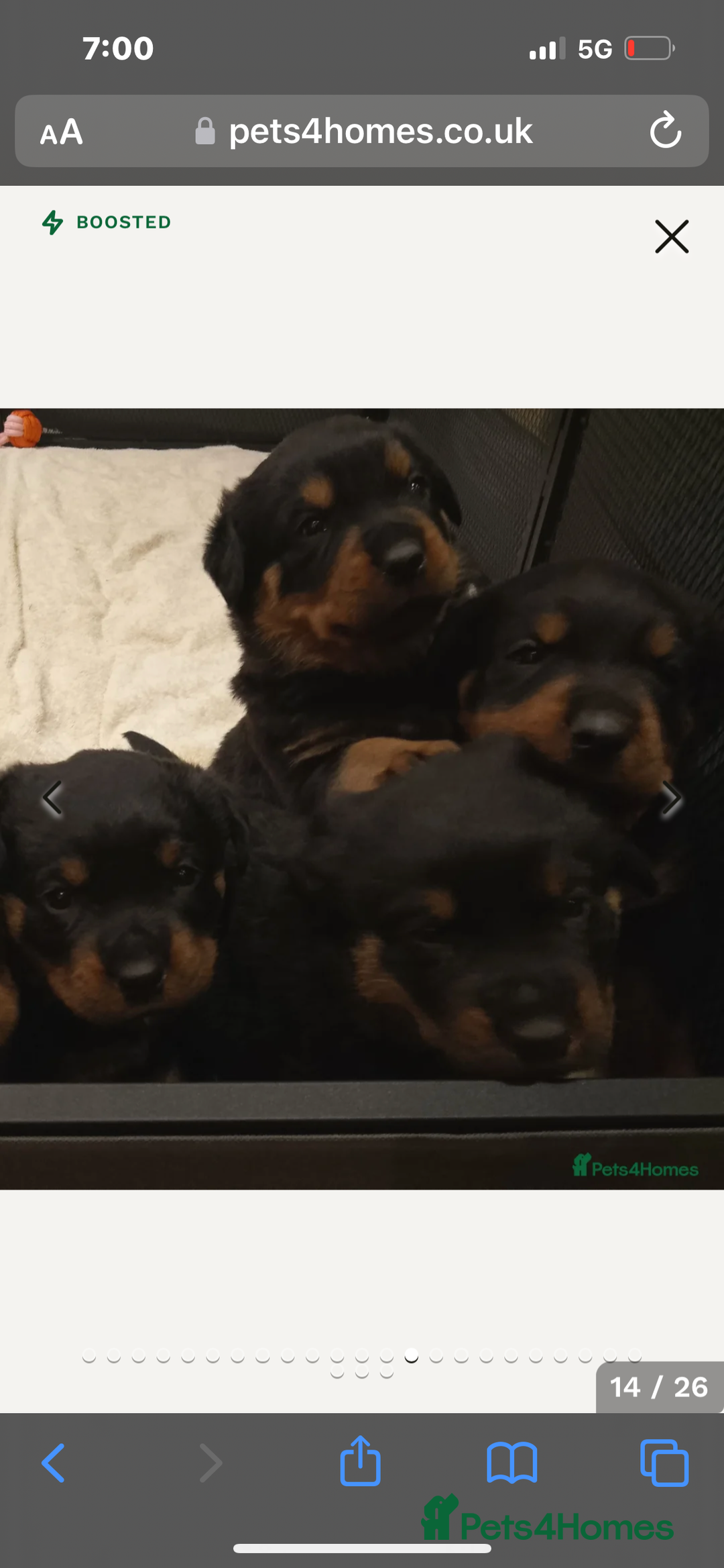 Rottweiler dogs for stud: Proven kc reg Health tested hip and elbow scored in Windsor - Image 21