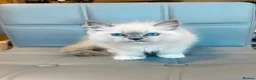 Ragdoll cats for sale: Pure Ragdoll kittens Registered and DNA tested  - Advert 36