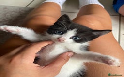 Turkish Van cats for sale: Kittens for sale - Image 6