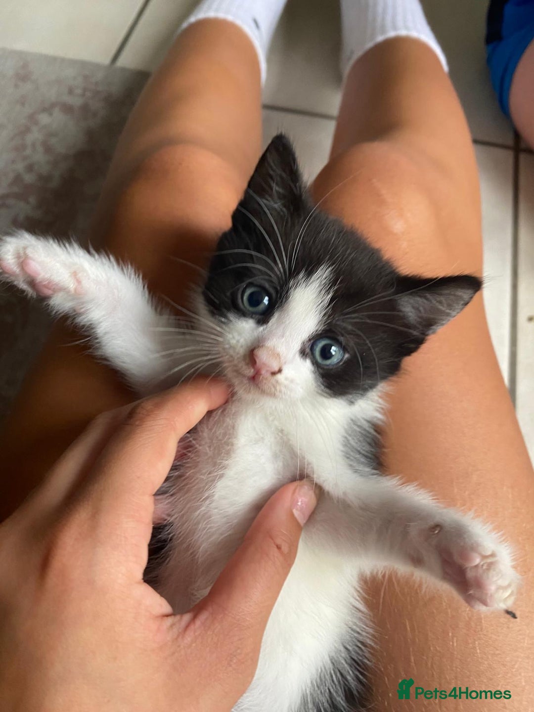 Turkish Van cats for sale: Kittens for sale - Image 6