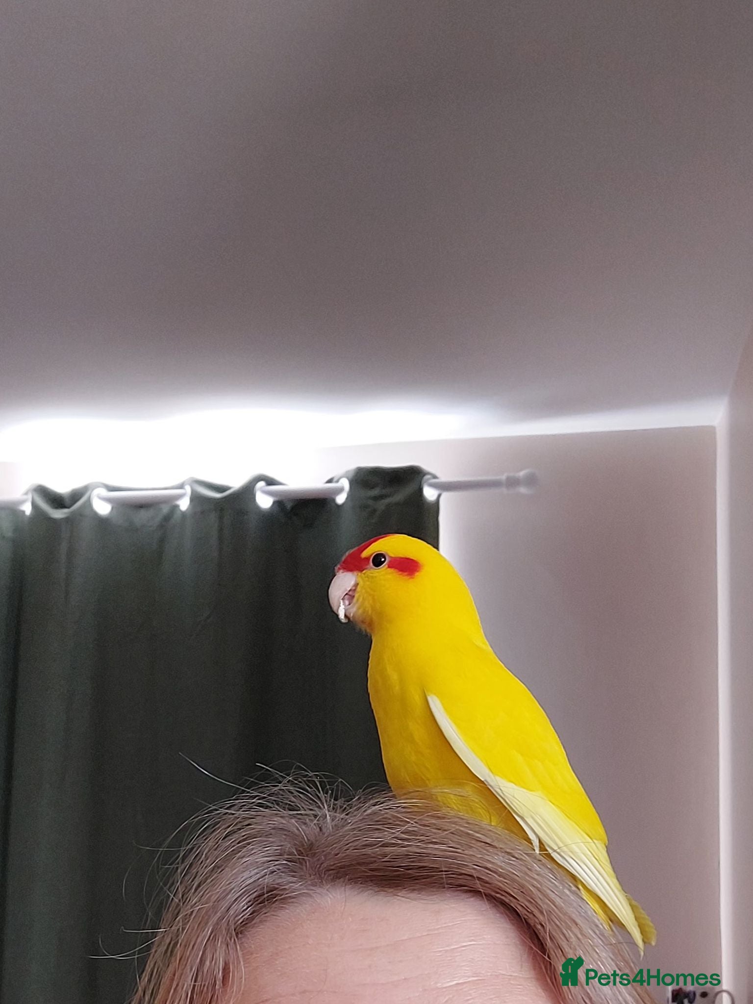 Parakeets birds Kakariki for sale (with cage) - Advert 16