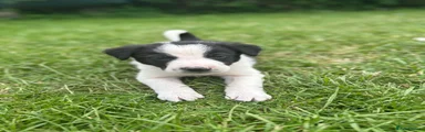 Border Collie Puppy Available 