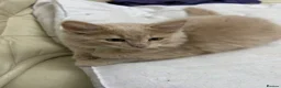 Mixed Breed cats for sale: Lion  in Birmingham - Advert 3