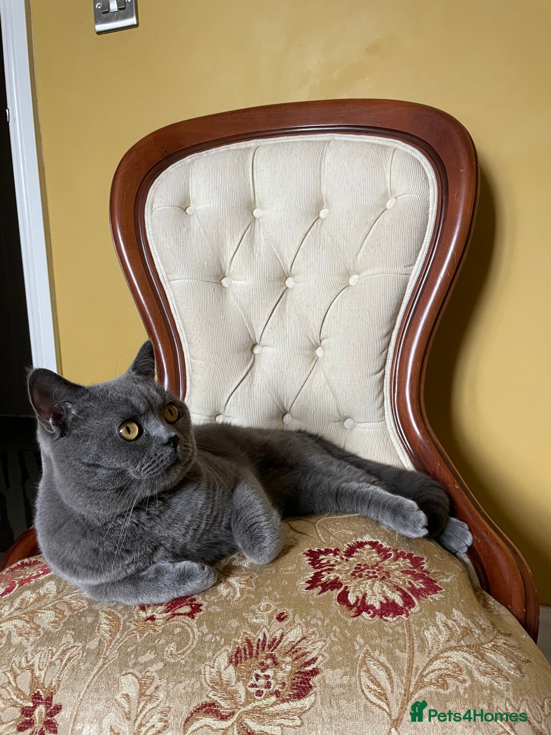 British Shorthair cats for stud: British shorthair blue cat for stud - Image 7