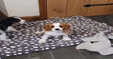 Cavalier King Charles Spaniel dogs - Advert 14