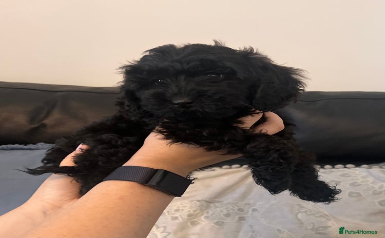 Cockapoo dogs - Advert 16