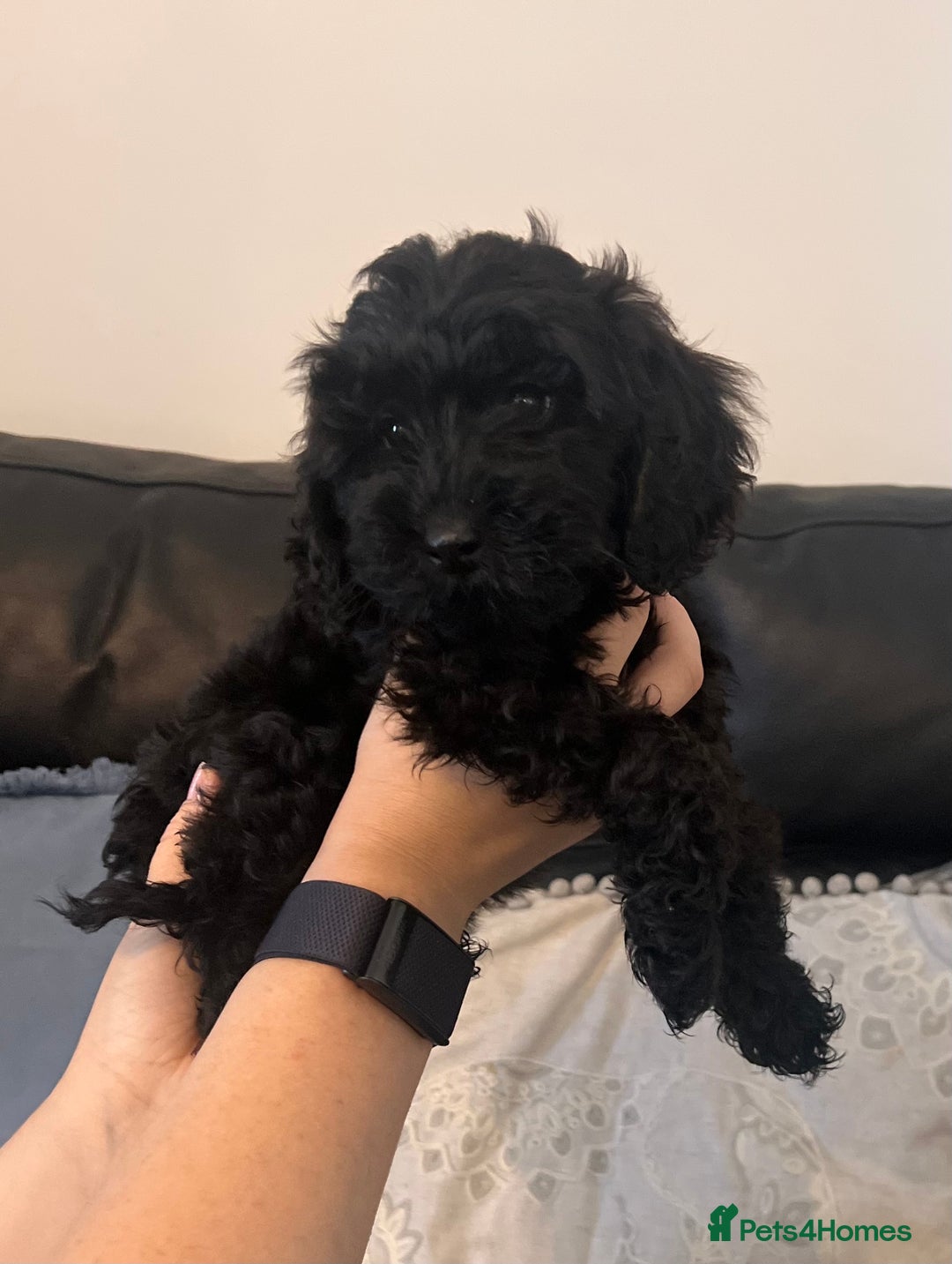 Cockapoo dogs for sale: Stunning Cockapoo puppy 🐶🤍 - Image 6