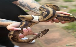 Python Snake reptiles for sale: Ball python with full set up  - Image 2