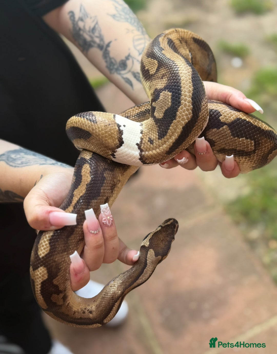Python Snake reptiles for sale: Ball python with full set up  - Image 2