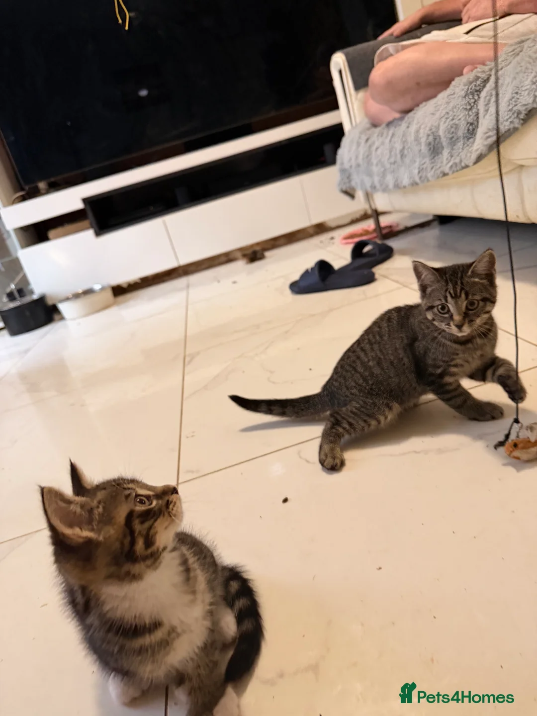Mixed Breed cats for sale: Beautiful Maine Coon–type kittens available. - Advert 4