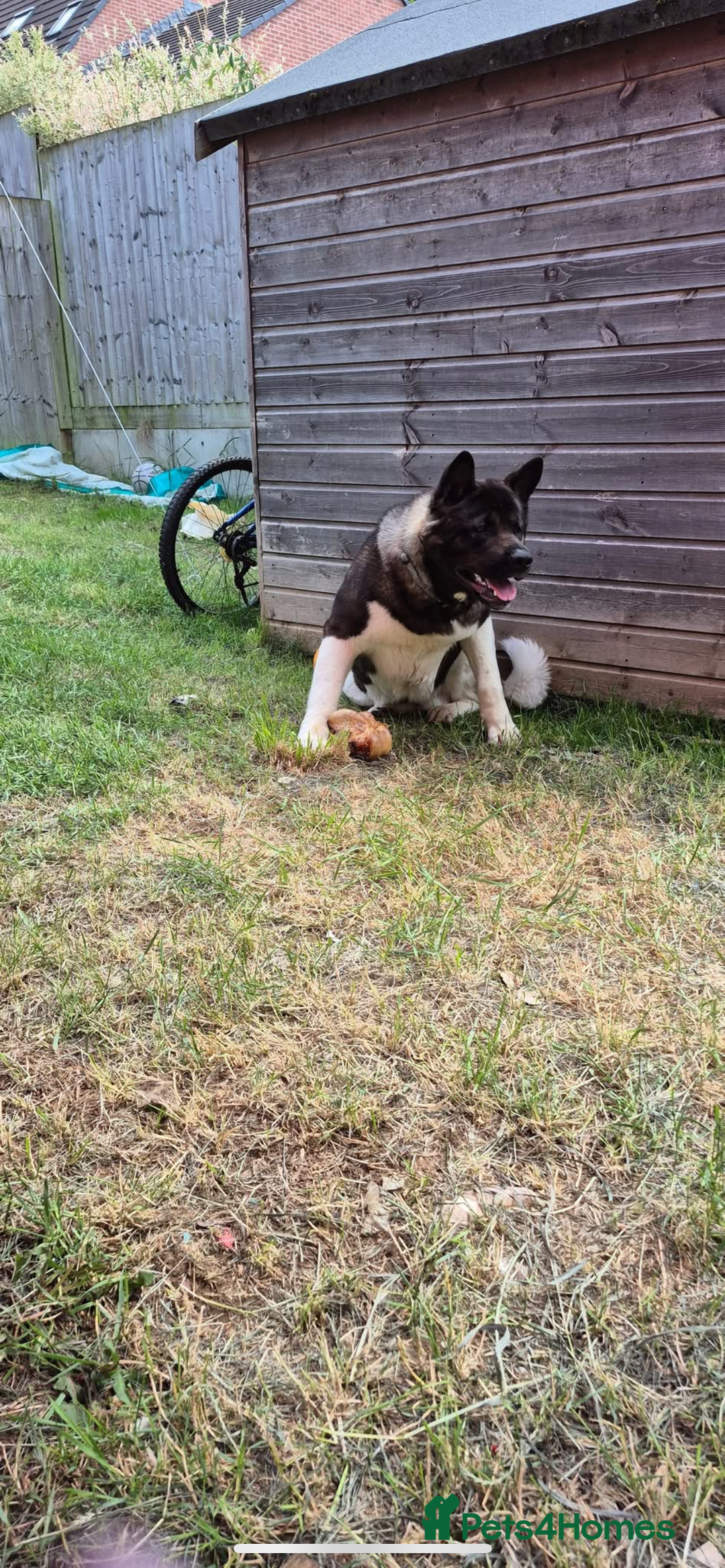 Akita dogs for sale: Bear American akita - Image 3