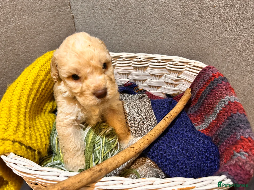 Lagotto Romagnolo dogs for sale: Spring Lagotto Romagnolo puppies - Advert 15
