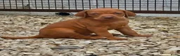 Hungarian Vizsla dogs for sale: Hungarian viszla puppies  - Advert 1