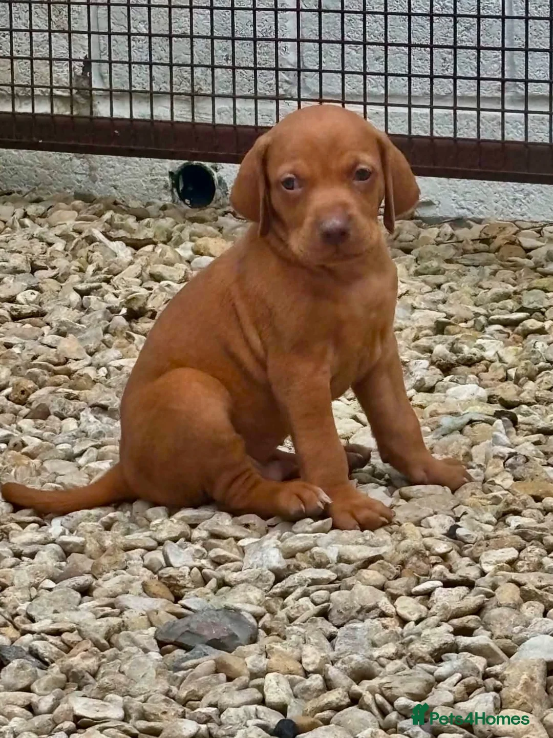 Hungarian Vizsla dogs for sale: Hungarian viszla puppies  - Advert 1