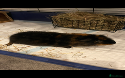 Guinea Pig rodents for sale: Male guinea pig - Image 2
