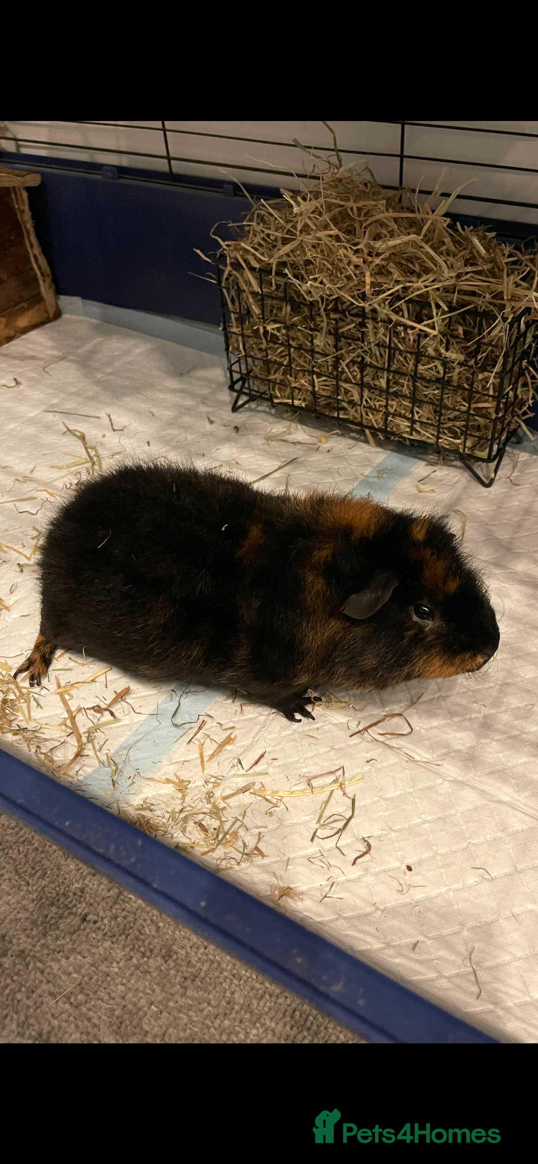 Guinea Pig rodents for sale: Male guinea pig - Image 2