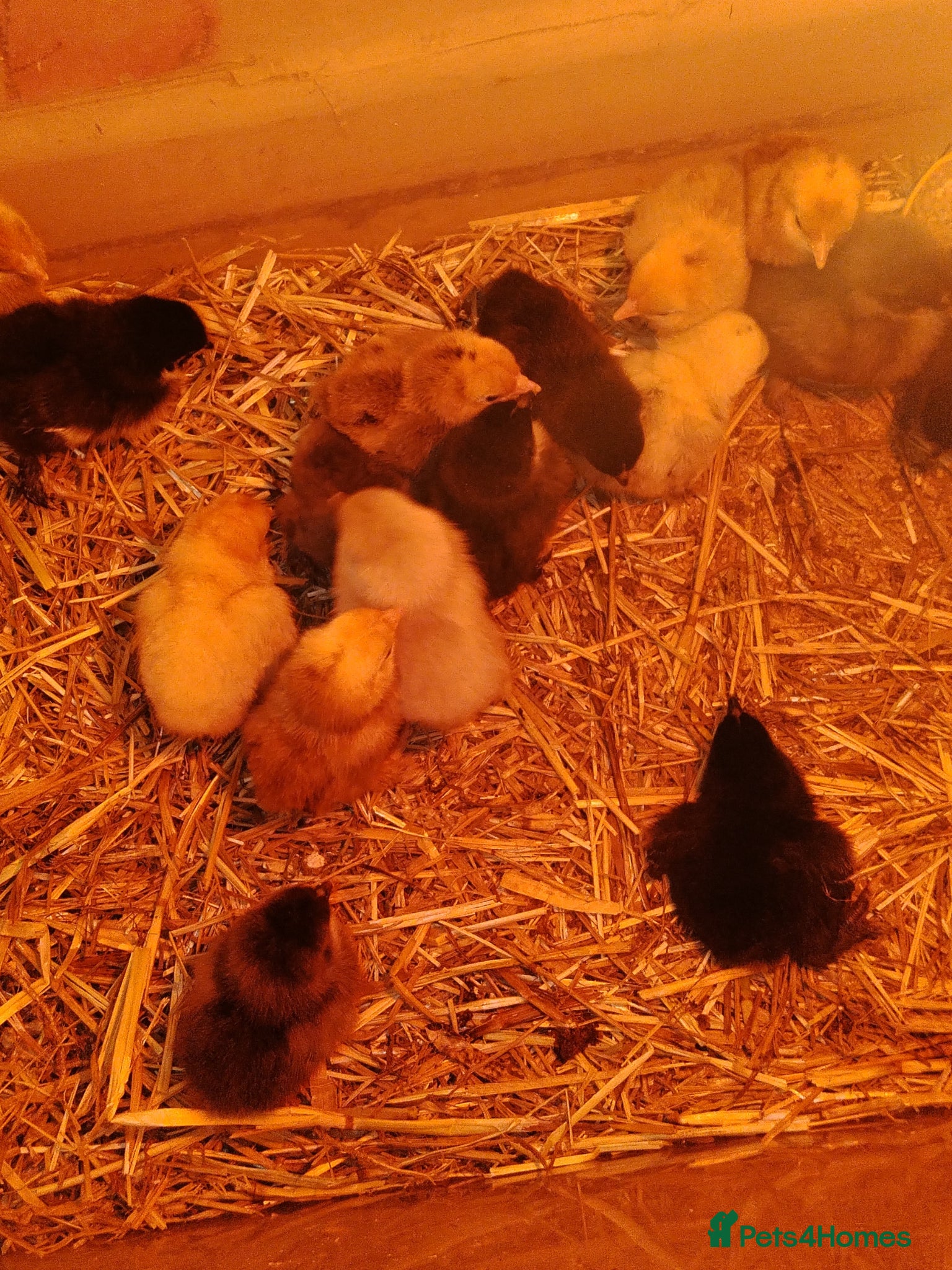 Chickens poultry Bantams- sillkie chicks - Advert 1