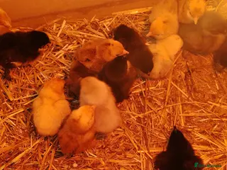 Chickens poultry Bantams- sillkie chicks - Advert 1