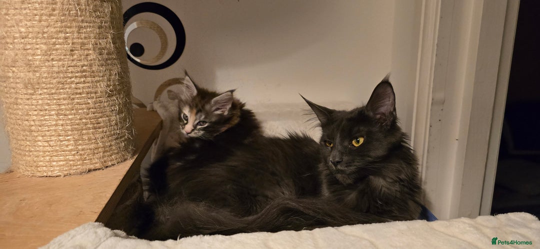 Maine Coon cats for sale: Shadow, smoky maine coon - Image 5