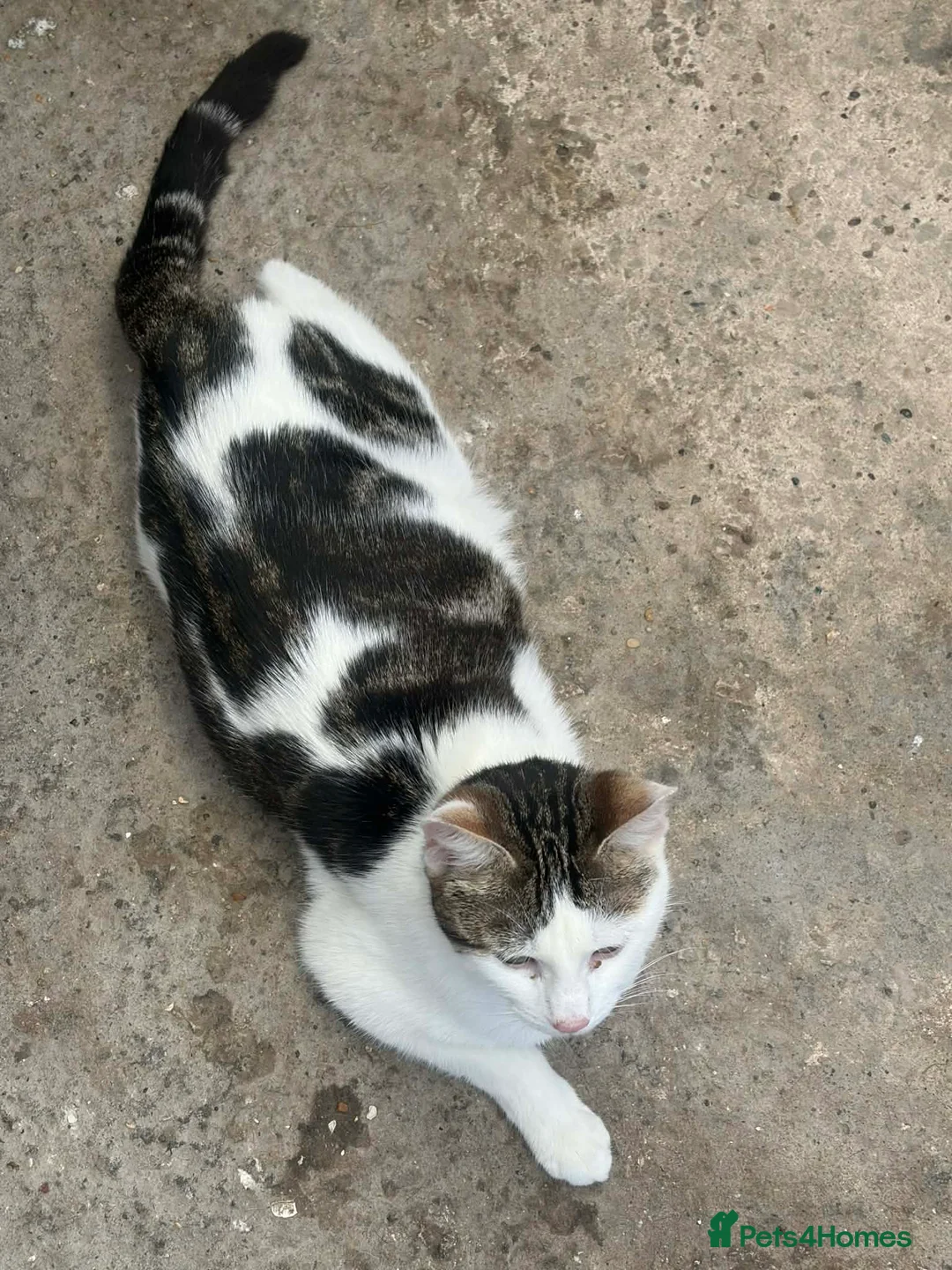 Mixed Breed cats for sale: Kittens - Advert 1