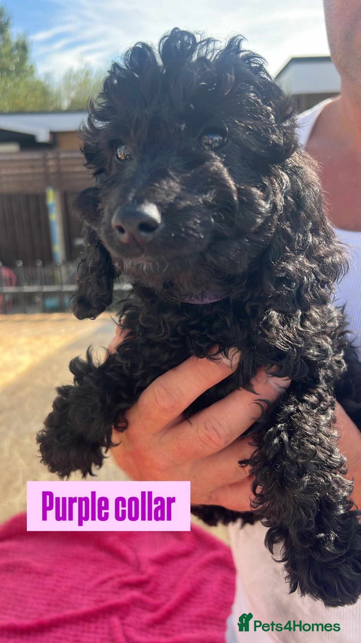 Cockapoo dogs F1b cockapoo pups READY NOW - Advert 21