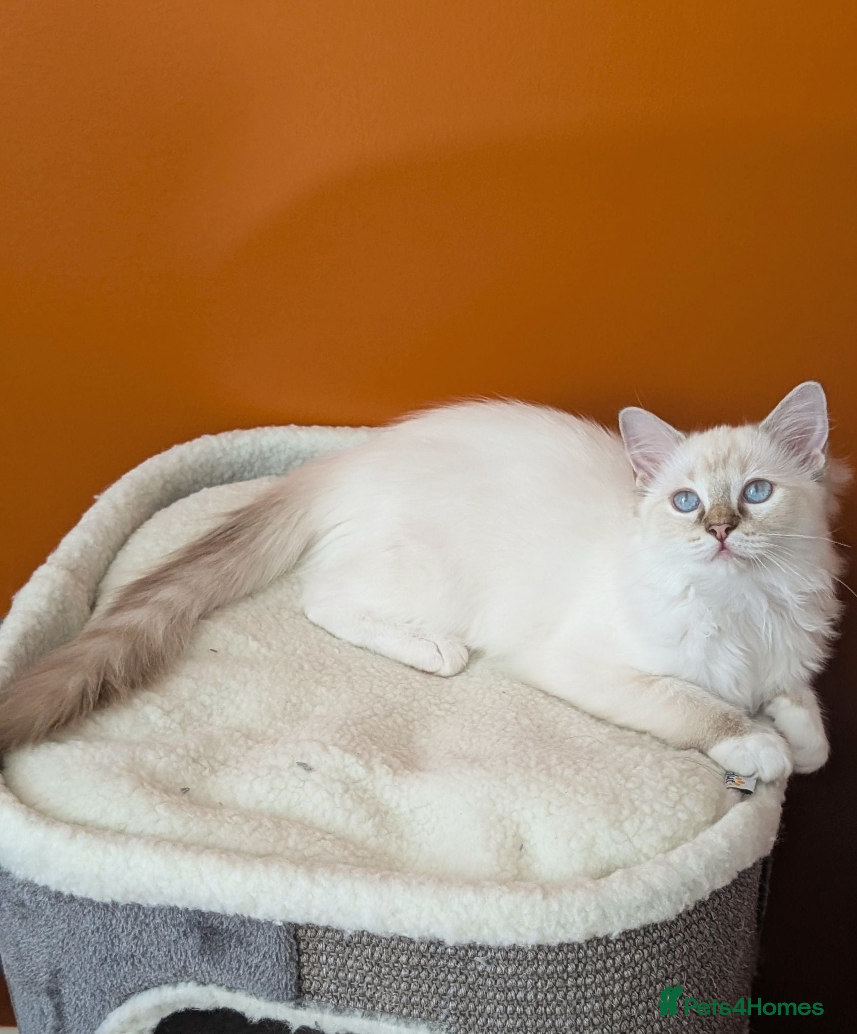 Ragdoll cats Chocolate TICA lynx mitted Ragdoll  - Advert 16