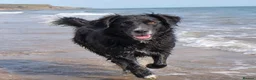 Mixed Breed dogs for sale: Border Collie x Golden Retriever Temperament Bred - Advert 6
