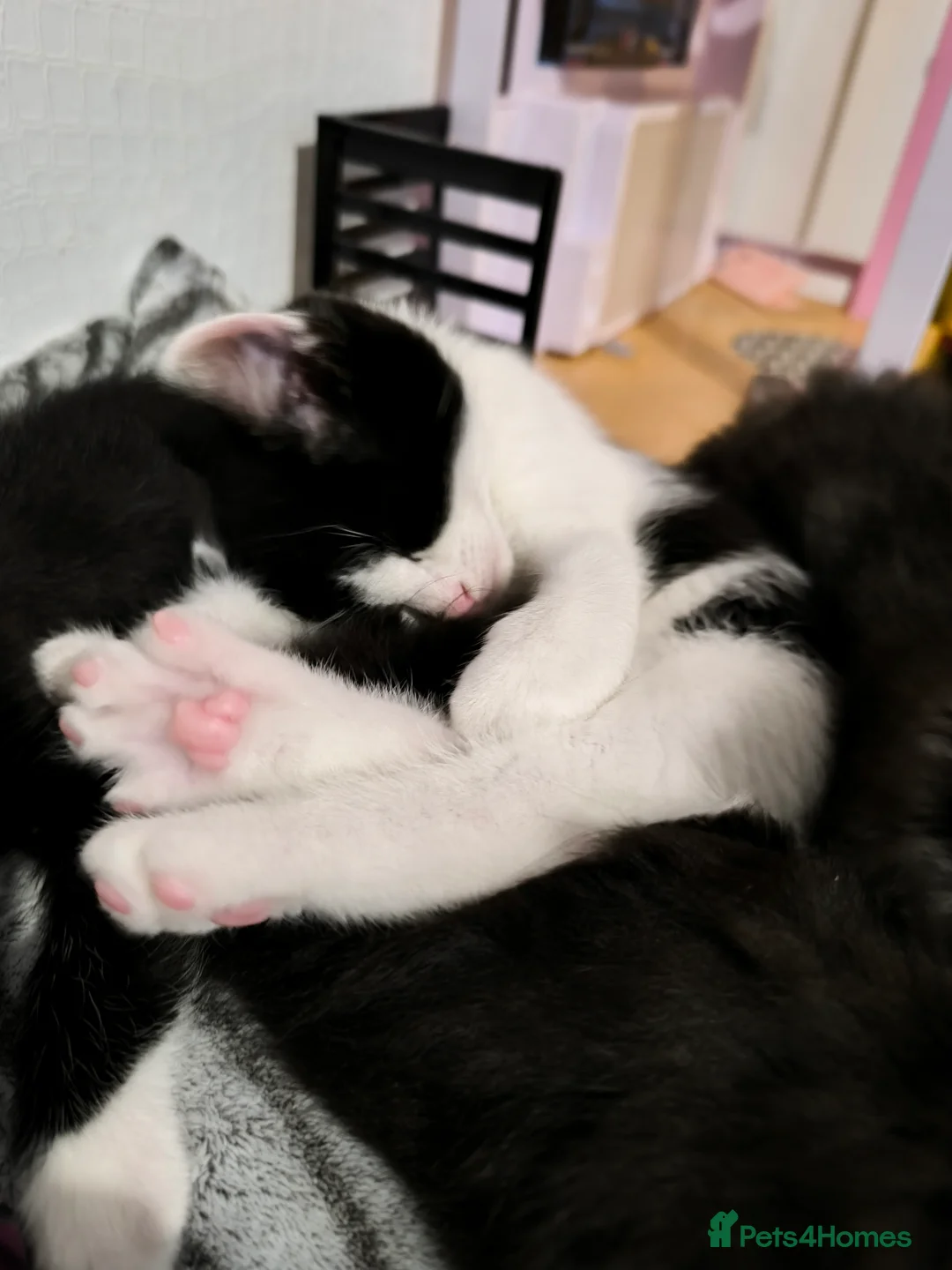 Mixed Breed cats for sale: Long and short hair kittens available now  - Advert 7