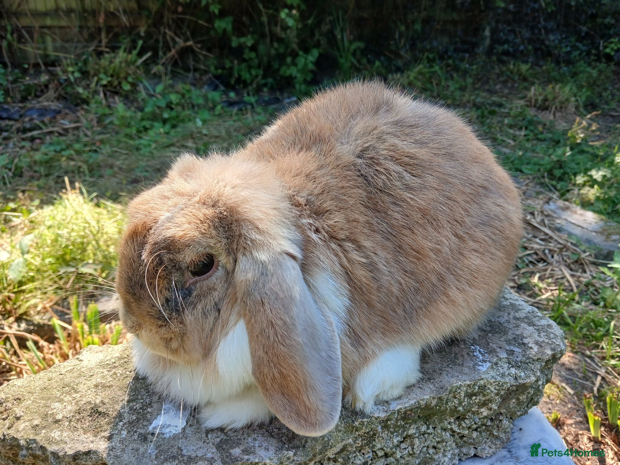 Mini Lop rabbits Stunning pure bred adult female mini lop - Advert 5
