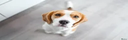 Beagle dogs for sale: Female beagle seeking sofa - Advert 3