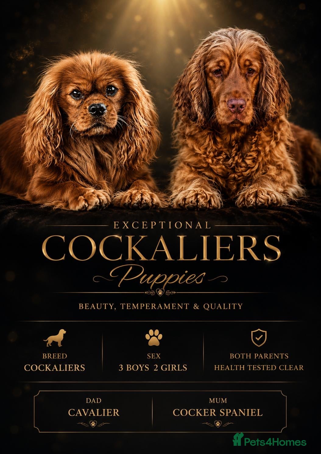 Cockalier dogs Cockaliers - Advert 1