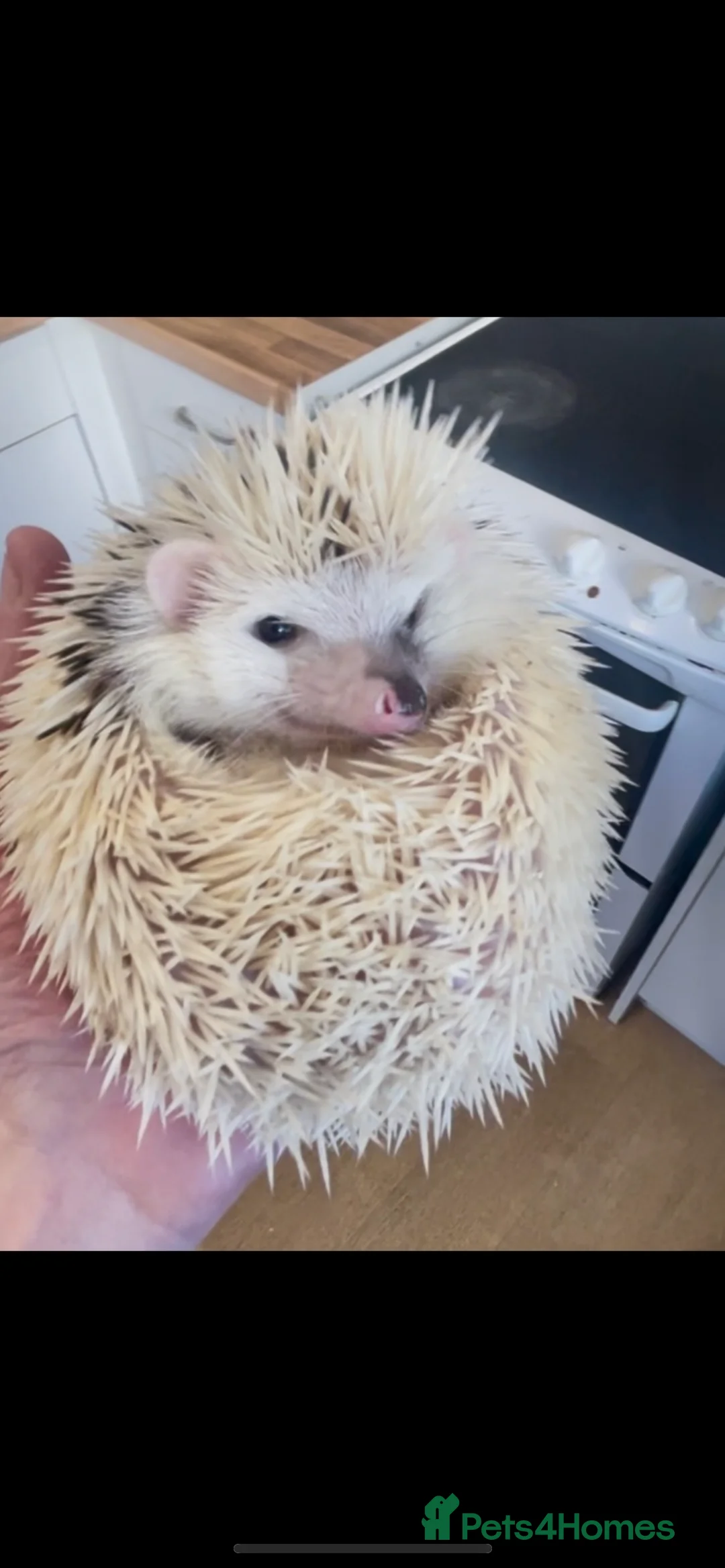 Pygmy Hedgehog rodents for sale: Beautiful Young Male African Pygmy Hedgehog  - Advert 2