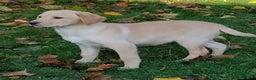 Labrador Retriever dogs for sale: Labrador pups for sale  - Advert 2