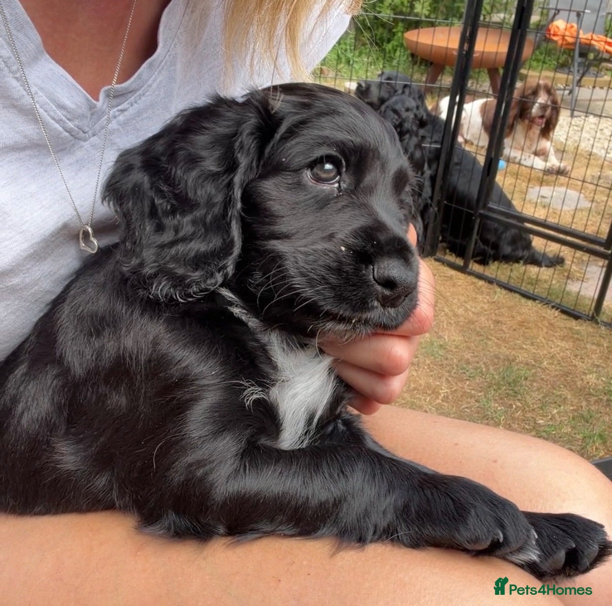 Cocker Spaniel dogs Well bred health tested working cocker pup - Advert 4