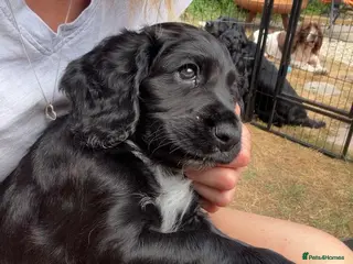 Cocker Spaniel dogs Well bred health tested working cocker pup - Advert 4