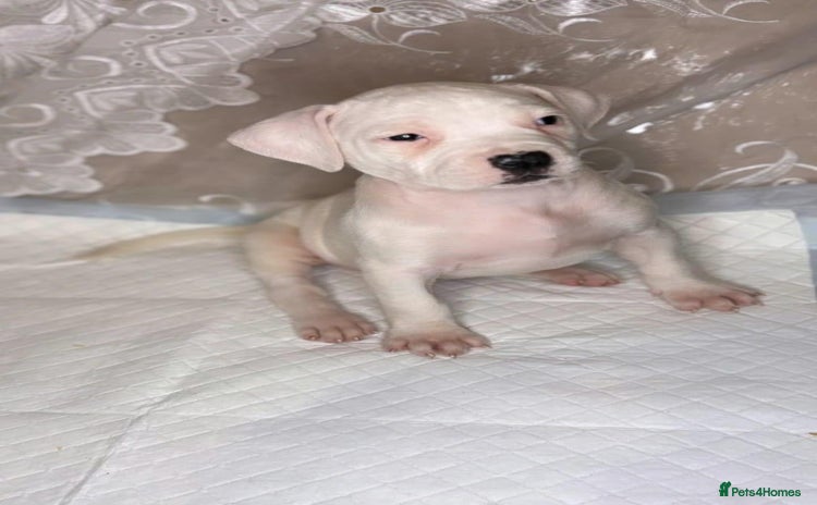 American Bulldog dogs - Advert 2