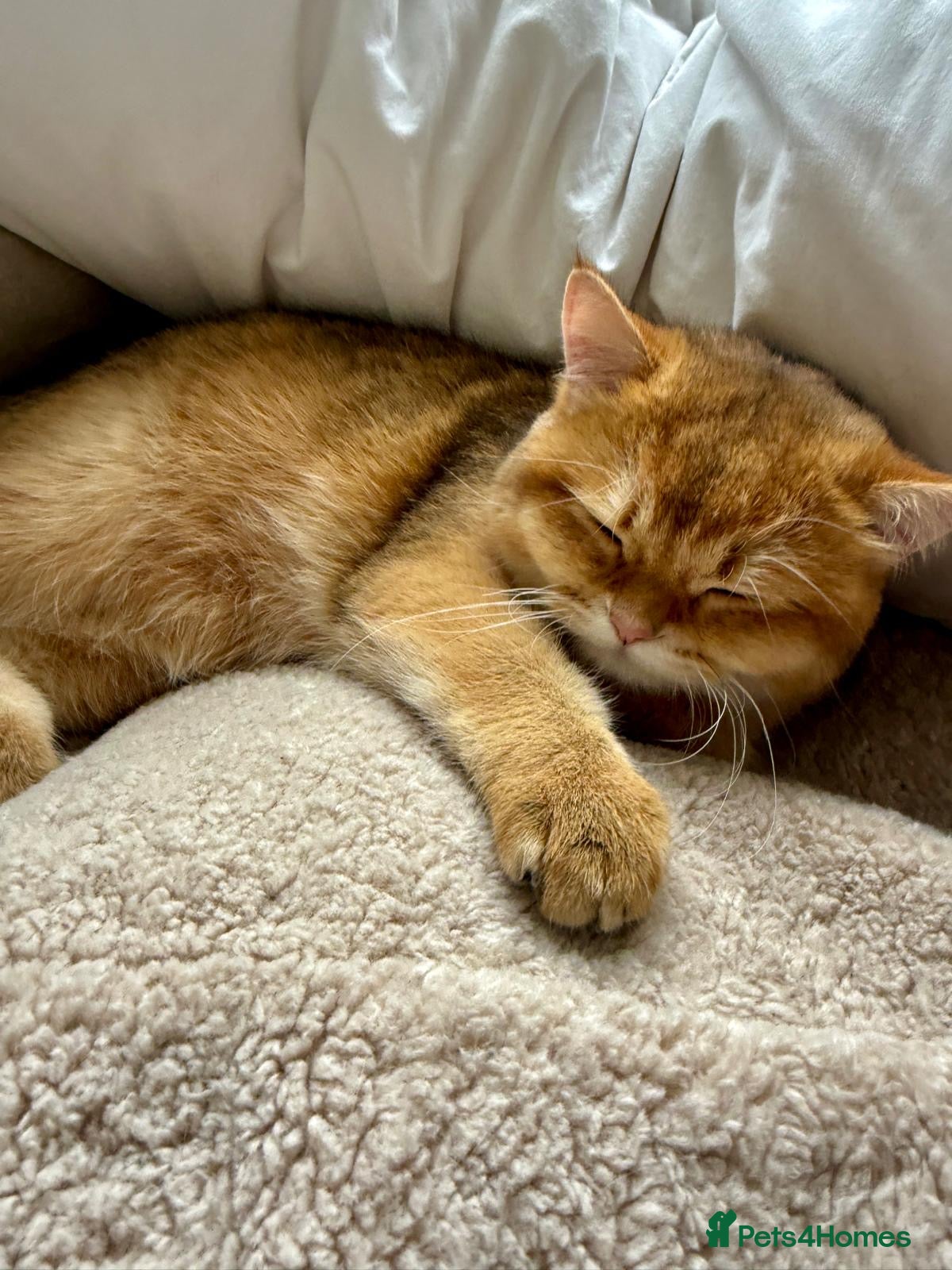 British Shorthair cats for sale: 2 boys Golden BSH for rehoming  - Advert 16