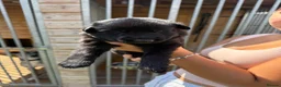 German Shepherd dogs for sale:  German Shepherd puppies - Advert 10
