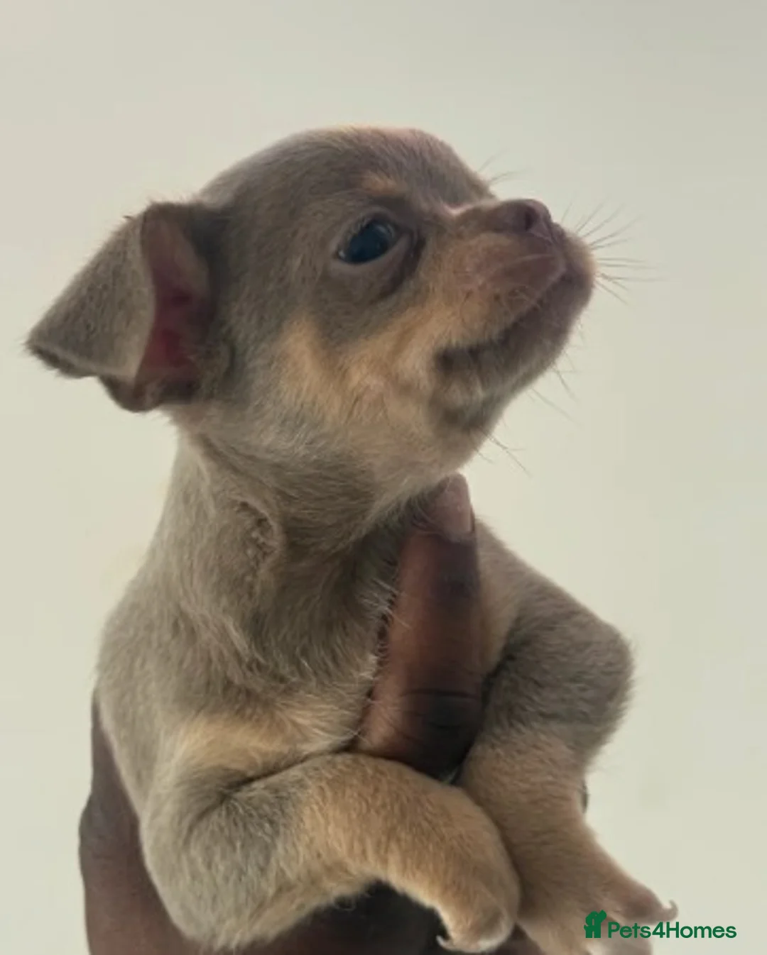 Chihuahua dogs for sale: Exceptional Chihuahua Puppies - Advert 8